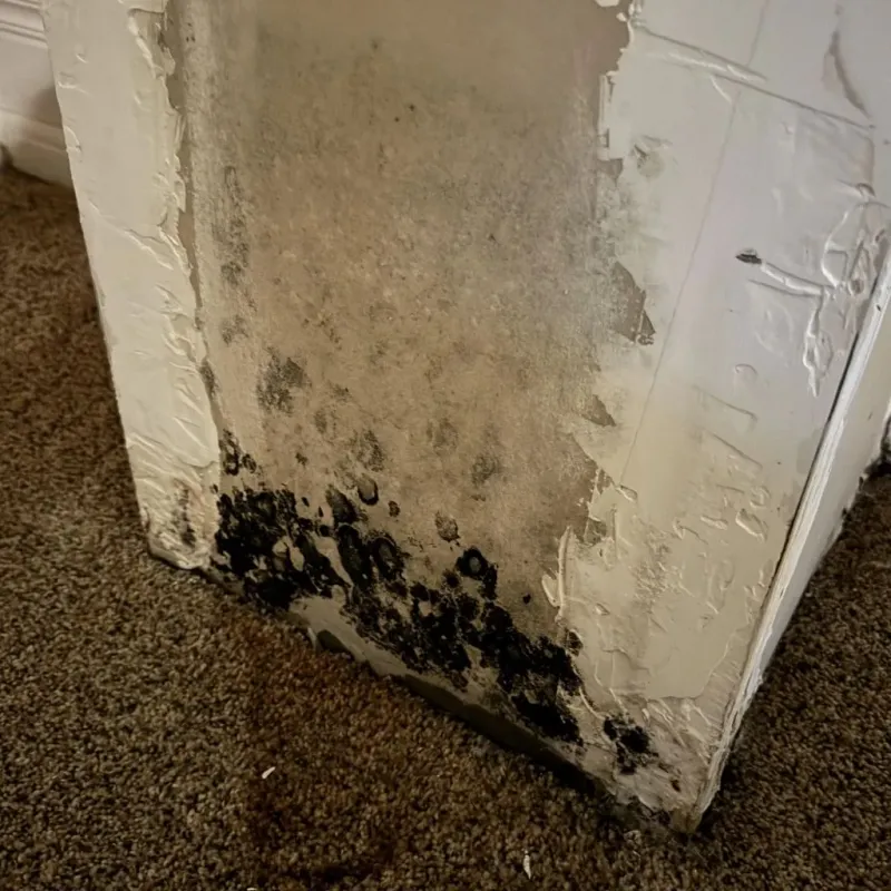 Professional Mold Removal in Santa Clara County, CA